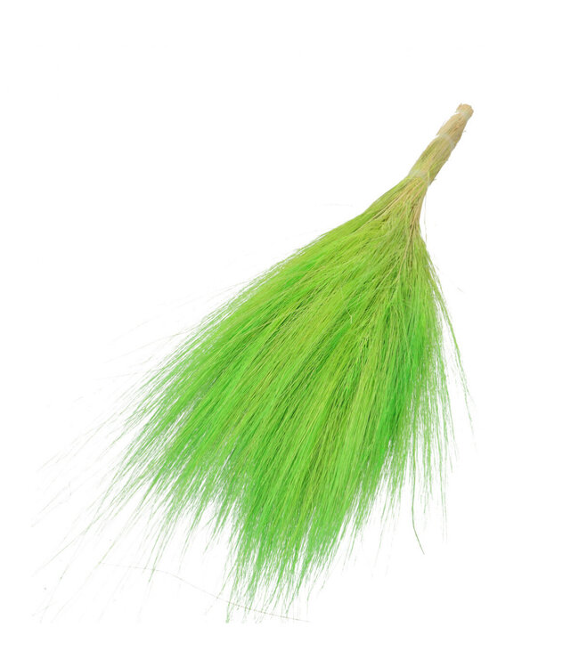 Green Barba de Bode | Goat Grass Dried Flowers | Length ± 55 centimetres | Available per bunch