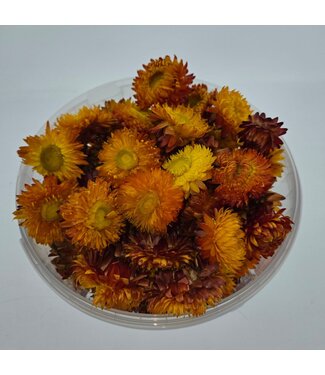 Dutch Dried Têtes d'Hélichrysum orange | Dans un seau refermable pratique | Par 100 grammes