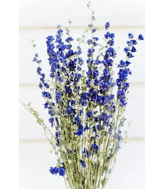 Blauw gedroogd Ridderspoor | Delphinium droogbloemen | Lengte 70 centimeter | Per bos te bestellen