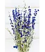 Blauw gedroogd Ridderspoor | Delphinium droogbloemen | Lengte 70 centimeter | Per bos te bestellen