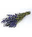 Blauw gedroogd Ridderspoor | Delphinium droogbloemen | Lengte 70 centimeter | Per bos te bestellen
