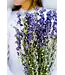 Blauw gedroogd Ridderspoor | Delphinium droogbloemen | Lengte 70 centimeter | Per bos te bestellen
