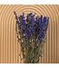 Blauw gedroogd Ridderspoor | Delphinium droogbloemen | Lengte 70 centimeter | Per bos te bestellen