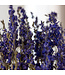 Blauw gedroogd Ridderspoor | Delphinium droogbloemen | Lengte 70 centimeter | Per bos te bestellen