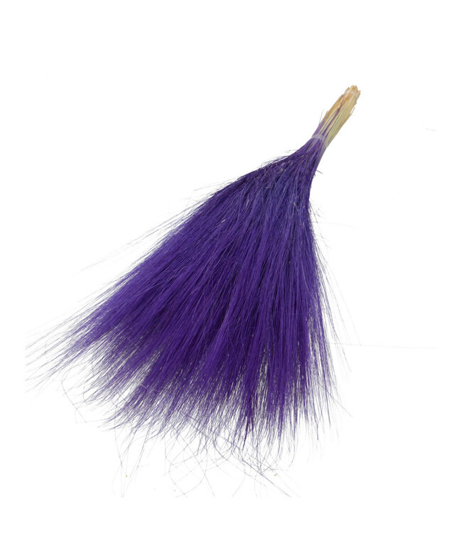 Purple Barba de Bode | Goat Grass dried flowers | Length ± 55 centimetres | Available per bunch