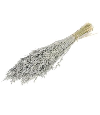MyFlowers Avoine grise séchée | Avena grise fleurs séchées | Longueur 70 centimètres | Par bouquet
