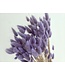 Lagurus séché Lavande | Queue de lièvre fleurs séchées | Longueur 75 centimètres | À commander par bouquet