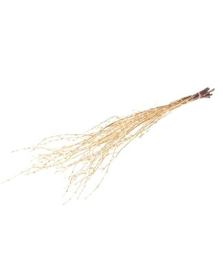 MyFlowers Gold coloured dried birch branches | Length ± 60 cm | Per bunch of 10 branches