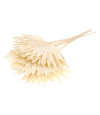 MyFlowers White bleached Palm leaf | Bleached Palm Sun dried flowers | Length ± 50 cm | Per 10 branches