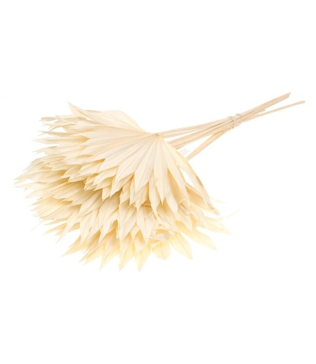White bleached Palm leaf | Bleached Palm Sun dried flowers | Length ± 50 cm | Order per 10 branches