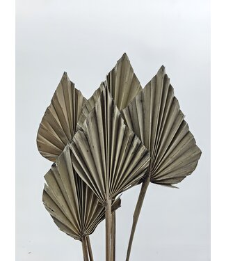 MyFlowers Palm speer old grey x 5 | QC
