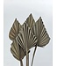 Palm speer old grey x 5 | QC