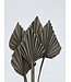 Palm speer old grey x 5 | QC
