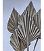 Palm speer old grey x 5 | QC