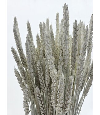 MyFlowers Blé séché White Misty | Fleurs séchées Triticum White Misty | Longueur ± 70 centimètres | Par bouquet