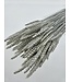 Blé séché White Misty | Fleurs séchées Triticum White Misty | Longueur ± 70 centimètres | Commande par botte