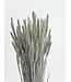Blé séché White Misty | Fleurs séchées Triticum White Misty | Longueur ± 70 centimètres | Commande par botte