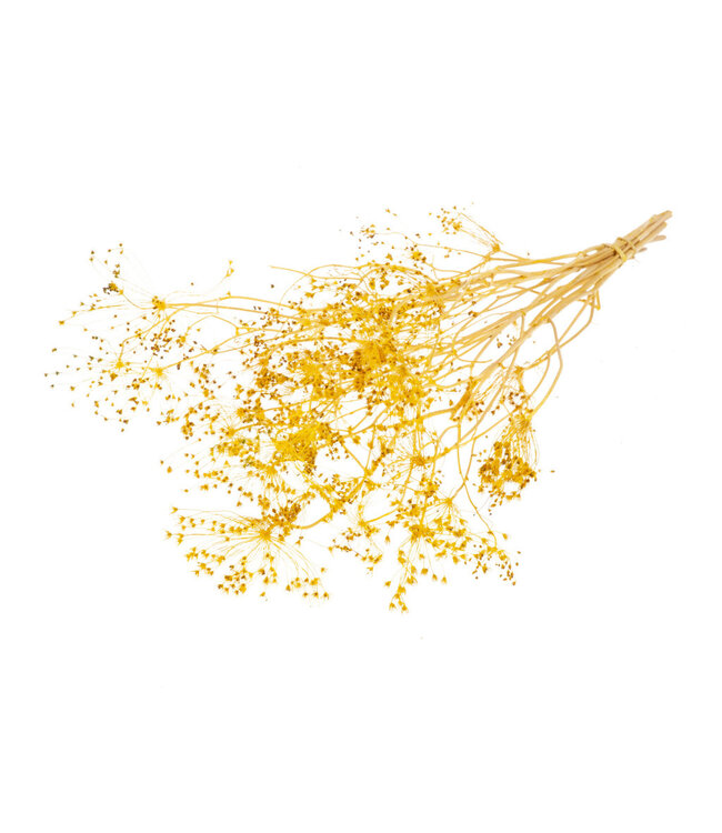Criblé d'or jaune séché | Fleurs séchées de Bupleurum jaune | Longueur ± 55 cm | Commande par bouquet