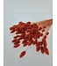 Fleurs séchées de Phalaris orange | Longueur 65 centimètres | Commande par bouquet