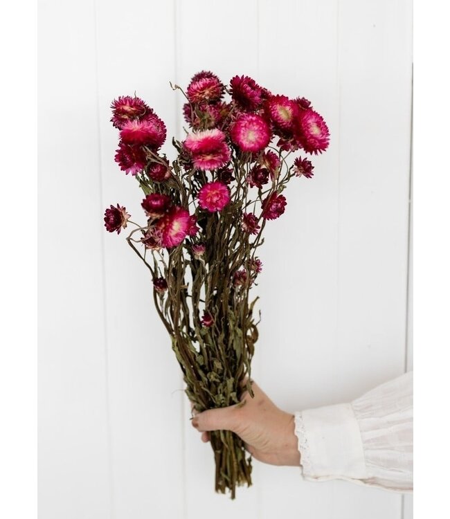 Getrocknete dunkelrosa Helichrysum | Dunkelrosa getrocknete Strohblumen | Länge 55 Zentimeter | Bestellung pro Strauß