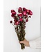 Getrocknete dunkelrosa Helichrysum | Dunkelrosa getrocknete Strohblumen | Länge 55 Zentimeter | Bestellung pro Strauß