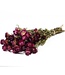 Gedroogde donkerroze Helichrysum | Donkerroze strobloemen droogbloemen | Lengte 55 centimeter | Per bos te bestellen