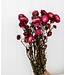 Gedroogde donkerroze Helichrysum | Donkerroze strobloemen droogbloemen | Lengte 55 centimeter | Per bos te bestellen