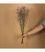 Lavande de mer séchée vieux rose | Fleurs séchées Limonium Diamond vieux rose | Longueur ± 70 cm | Commande par 5 tiges