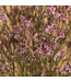 Lavande de mer séchée vieux rose | Fleurs séchées Limonium Diamond vieux rose | Longueur ± 70 cm | Commande par 5 tiges