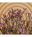Lavande de mer séchée vieux rose | Fleurs séchées Limonium Diamond vieux rose | Longueur ± 70 cm | Commande par 5 tiges