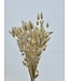 Fleurs séchées Lagurus de couleur champagne | Longueur 65 centimètres | Commande par bouquet