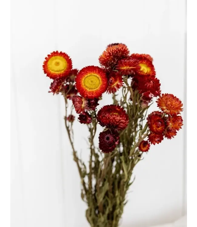 Getrockneter roter Helichrysum | Rote getrocknete Strohblumen | Länge 55 Zentimeter | Bestellung pro Stück