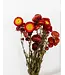 Getrockneter roter Helichrysum | Rote getrocknete Strohblumen | Länge 55 Zentimeter | Bestellung pro Stück
