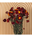 Getrockneter roter Helichrysum | Rote getrocknete Strohblumen | Länge 55 Zentimeter | Bestellung pro Stück