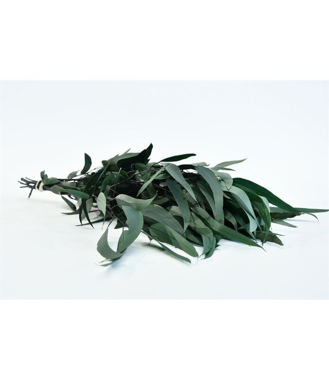 Saule d'Eucalyptus vert préservé | Longueur ± 60 cm | Poids ± 145 grammes | Commande par 10 branches