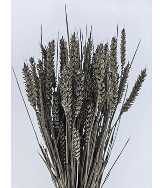 MyFlowers Blé séché gris brumeux | Fleurs séchées gris brumeux Triticum | Longueur ± 70 centimètres | Par grappe