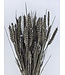 Blé séché gris brumeux | Fleurs séchées gris brumeux Triticum | Longueur ± 70 centimètres | Commande par botte