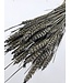Blé séché gris brumeux | Fleurs séchées gris brumeux Triticum | Longueur ± 70 centimètres | Commande par botte