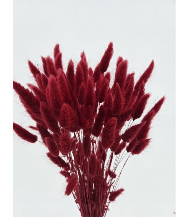 Gedroogde Lagurus Ruby Red | Hazenstaartjes droogbloemen | Lengte 75 centimeter | Per bos te bestellen