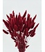 Gedroogde Lagurus Ruby Red | Hazenstaartjes droogbloemen | Lengte 75 centimeter | Per bos te bestellen