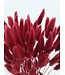Gedroogde Lagurus Ruby Red | Hazenstaartjes droogbloemen | Lengte 75 centimeter | Per bos te bestellen