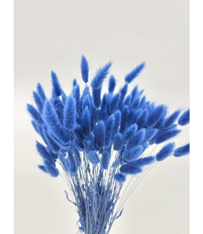 Lagurus séché Azzuro | Fleurs séchées queue de lièvre | Longueur 75 centimètres | À commander par bouquet