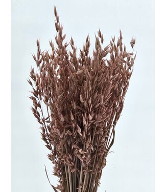MyFlowers Avoine séchée Pink Misty | Fleurs séchées Pink Avena | Longueur 70 centimètres | Par bouquet