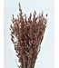 Avoine séchée Pink Misty | Fleurs séchées Pink Avena | Longueur 70 centimètres | Commande par bouquet