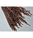 Pink Misty dried oats | Pink Avena dried flowers | Length 70 centimetres | Order per bunch