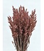 Avoine séchée Pink Misty | Fleurs séchées Pink Avena | Longueur 70 centimètres | Commande par bouquet