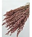 Avoine séchée Pink Misty | Fleurs séchées Pink Avena | Longueur 70 centimètres | Commande par bouquet