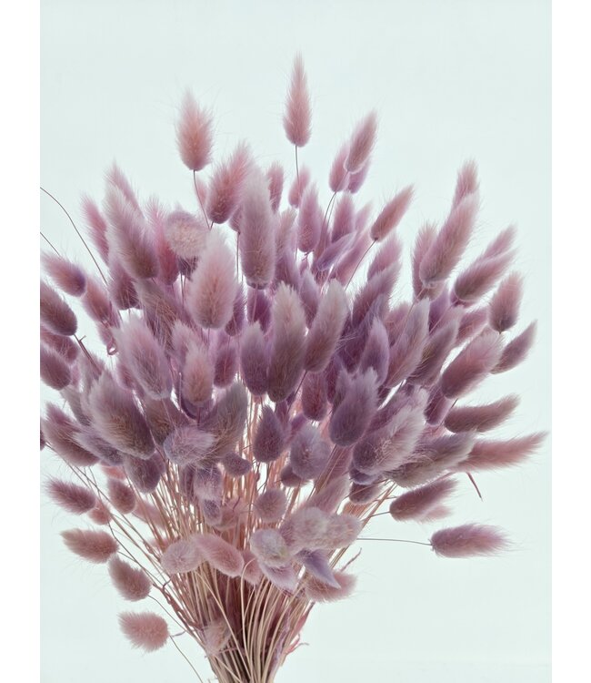 Lagurus séché Light Lilac | Fleurs séchées queue de lièvre | Longueur 75 centimètres | À commander par bouquet