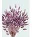 Lagurus séché Light Lilac | Fleurs séchées queue de lièvre | Longueur 75 centimètres | À commander par bouquet