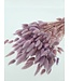 Lagurus séché Light Lilac | Fleurs séchées queue de lièvre | Longueur 75 centimètres | À commander par bouquet